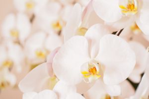 小学校の忌引きについて 日数 連絡方法 提出物 注意点のまとめ 葬儀屋さん