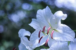 葬儀マナー 花籠とは 価格 贈り方 宗教別の祀り方など徹底解説 葬儀屋さん 葬儀マナー 花籠とは 価格 贈り方 宗教別の祀り方など徹底解説 葬儀屋さん