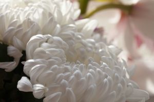 喪中 書き損じ 余った年賀状は交換できる 年賀状の交換について 葬儀屋さん 喪中 書き損じ 余った年賀状は交換できる 年賀状の交換について 葬儀屋さん