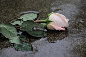 ご母堂とは ご母堂の意味や使い方 弔電を送る場合 他の敬称は 葬儀屋さん ご母堂とは ご母堂の意味や使い方 弔電を送る場合 他の敬称は 葬儀屋さん