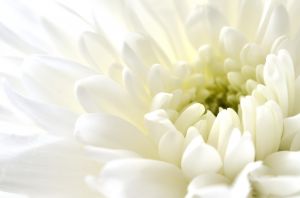 納骨式に参列する際に香典は必要 金額相場や書き方なども詳しく解説 葬儀屋さん 納骨式に参列する際に香典は必要 金額相場や書き方なども詳しく解説 葬儀屋さん